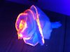 burning rose.jpg