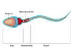 Schematische-weergave-spermacel-1-360x246.png