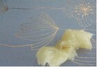 DSC02096.JPG