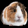 Guinea Pig