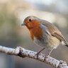 Robin Z.