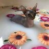 stinkende kat