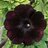 Gh0stflower